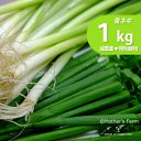 青ネギ あおねぎ ネギ 農薬90%カット 特別栽培【1kg】