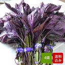赤しそ 葉 1kg 4束 梅干し用 赤紫蘇ジュース用 福岡県芦屋産