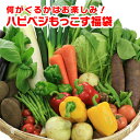 野菜セット 送料無料 気まぐれ野菜増量中! 福袋野菜セット どっさり野菜箱いっぱい詰め込みます!