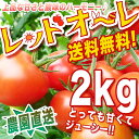 春の完熟トマト まるでフルーツ♪ 【送料無料】【農家直売】 ミネラルたっぷりの濃赤フルーツ・ミディー・レッドオーレ!♪2kg ミニトマト