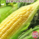 とうもろこし 【生】で食べれるトウモロコシ 北海道富良野産  恵味 Lサイズから2Lサイズ 10本入り 送料無料