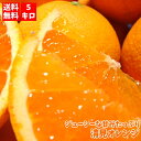 ジューシーな甘みたっぷり清見オレンジ 5kg 【送料無料】【RCP】