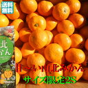 【送料無料】サイズ限定 2Sサイズ こだわり高知産山北みかん 味の濃い山北みかん 約5Kg   秀品 みかん ただし北海道沖縄は送料1箱1000円2箱1500円のご負担お願いします。