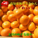 【送料無料】2Sサイズ 高知産 山北 極早生、早生みかん 約5kg家庭用 サイズ2S  家庭用 北海道沖縄は、1箱1000円2箱1500円ご負担お願いします。発送日が遅れる場合があります。よろしくお願いいたします。