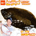【 送料無料 】 活〆ヒラメ 1.5kgサイズ | 1尾 朝獲れ 活締め 下処理済み 北海道産 北海道 積丹 シャコタン ひらめ 平目 ヒラメ 鮃 鮮魚 内臓抜き 特大サイズ 50cm超 白身 白身魚 お刺身 刺身 寿司 鮨 生食可 贈答品 贈答 ギフト グルメ 歳暮 お歳暮 御歳暮 正月 年末年始