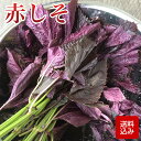 赤しそ 葉 梅干し用 赤紫蘇ジュース用 福岡県芦屋産