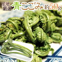 ”青こごみ(アオコゴミ)” 約50g 大きさおまかせ 山菜【予約 2月以降】