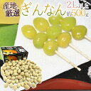”殻付き銀杏” 約500g 2Lサイズ以上 金兵衛・久寿(久治)藤九郎・栄神などの中から旬の品種をお届け!産地厳選【予約 10月以降】