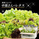 【ふるさと納税】 野菜ソムリエ中嶌さんのレタスセット