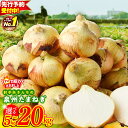 【ふるさと納税】【先行予約】 1位獲得 ★高評価 射手矢さんちの 泉州たまねぎ 5kg / 10kg / 20kg 訳あり サイズ不揃い 甘い 野菜 肉厚 水分多い 国産 M級以上 期間限定 おかず 副菜 レシピ サラダ カレー バーベキュー BBQ 肉じゃが 満足度98% 泉佐野市 送料無料