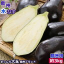 2026年5月分予約 泉州 生 水なす 10〜20個 約1.5~3kg 贈答用 水ナス 水茄子 ギフト SSS ※ ふるさと納税 ではありません