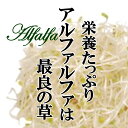 アルファルファ 1パック ムラサキウマコヤシ 糸もやし スプラウト 発芽野菜 ハーブ 新芽 お取り寄せ