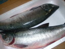 サケ 秋鮭 【生鮭オス1本-5kg前後‐2本】「送料込み」 北海道産 さけ