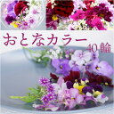 エディブルフラワー IZUMIYAMASAKI おとなカラー ミックス 40輪 食用花 自然栽培 エディブルフラワー ビオラ フロックスなど