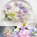 エディブルフラワー IZUMIYAMASAKI 春淡カラー ミックス 40輪 食用花 自然栽培 エディブルフラワー ビオラ アリッサムなど