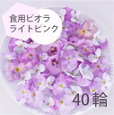 エディブルフラワー IZUMIYAMASAKI ビオラ ライトピンク 40輪 食用花 自然栽培 エディブルフラワー