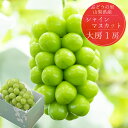 シャインマスカット 【2026年発送】 山梨 先行予約 大粒 大房 1房 約700g 8月 9月 高級 ギフト 冷蔵便 化粧箱入り 贈答 自分へのご褒美 数量限定 期間限定 【2026年8月下旬頃~10月上旬頃まで順次発送】ブドウ フルーツ 果物