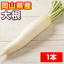 【岡山県産】  大根【ダイコン・だいこん】