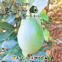 希望の島 国産アボカド 1kg 4〜6個 サイズ不揃い国産 愛媛 中島産 ベーコン フェルテ ピンカートン 他森のバター ギネス認定 世界一栄養価の高い果物 愛媛百貨店