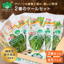 【1日ポイント10倍】 きらきらベジ 2種類のケールセット 野菜セット 送料無料 ケール 野菜 人気 セット サラダ 生野菜 新鮮 クール便 安心 安全 栄養 健康 ルテイン ビタミンC 国産 福井県産 個包装 産地直送 採れたて お取り寄せ