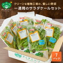 【1日ポイント10倍】 1週間分のサラダケールセット きらきらベジ サラダケール7パック 野菜セット 送料無料 野菜 セット お取り寄せ 宅配 安心 安全 サラダ 採れたて 生野菜 スムージー 国産 健康 栄養 ビタミンC 詰め合わせ