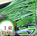【九州 ニラ】宮崎産にら(1束)色々な料理に使える風味抜群の国産ニラ|野菜 南九州産 やさい お取り寄せ おとりよせ 九州野菜 グルメ ギフト プレゼント 贈り物 お祝い 還暦祝い 父母 新鮮野菜 お土産 誕生日プレゼント 長寿祝い 退職祝い 健康 国内産 野菜