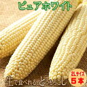 7月発送 生で食べられる白いトウモロコシ 北海道富良野産 ピュアホワイト 5本 送料無料 別途送料が発生する地域あり