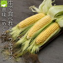 生で食べるフルーツトウモロコシ 北海道富良野産  恵味 Lから2Lサイズ混み 10本 送料無料 別途送料のかかる地域あり