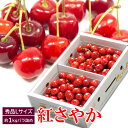 さくらんぼ 紅さやか フルーツ L サイズ 約1kg さくらんぼ 果物 サクランボ 桜桃 ベニサヤカ 産地直送