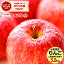 【即日発送実施中!】山形県産 訳あり りんご サンふじ 5kg(ご家庭用/11~23玉入り/生食可)※日時指定はメールで※【山形県産 リンゴ 林檎 apple 苹果 蘋果 蜜入り さんふじ 自宅用 家庭用 果物 フルーツ 人気 売れ筋 送料無料】