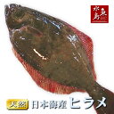 天然ヒラメ 平目 日本海産 1.0〜1.4キロ物