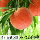 9月お届け 桃 硬い桃 みはる白桃2.5kg(6～9玉)(美晴白桃) 送料無料 山形県産 生産者直送他の商品と同梱不可